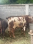 Продавам телета за курбан байрама , снимка 4