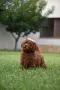 Той пудел Toy poodle, снимка 3