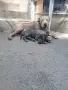 Питбулчета блу нос, снимка 1