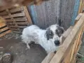 подарявам две кучета каракачанки, снимка 4