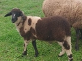 Продава се агне, снимка 4