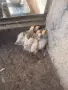 Колумбийска брама 6бр. Пилета, снимка 2