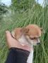 Продавам чихо пинчер , снимка 6