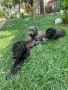 Кученца Немски Дог , снимка 7