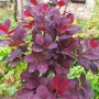 Червенолистна Смрадлика, Cotinus Royal purple или още Тетра!!!, снимка 1