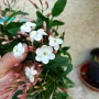 силно ароматен жасмин големи растения , снимка 2