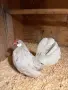 Продавам сплаш Розкомб. , снимка 5