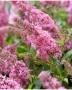Будлея Розова наслада, Buddleja Pink Delight, снимка 3