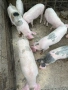 Малки прасета , снимка 5