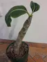 Impatiens mirabilis, снимка 1