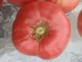 Свежи черита в кутийка , снимка 3