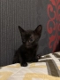 Котенца за осиновяване, снимка 2