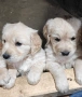 Голдън ретривър (Golden retriever) кученца , снимка 2
