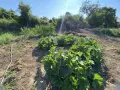 Продава се имот в с. Бистренци, обл. Русе!, снимка 8