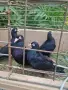 продавам 2 чифта софийски черни донеци, снимка 2