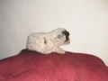 Бебета Лагото Романьоло / Lagotto Romagnolo, снимка 13