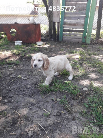 Cocker Spaniel, снимка 8 - Кокер шпаньол - 54723852