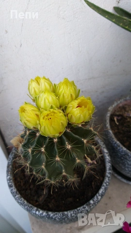 Цъфтящ кактус Thelocactus setispinus, снимка 2 - Стайни растения - 55152672