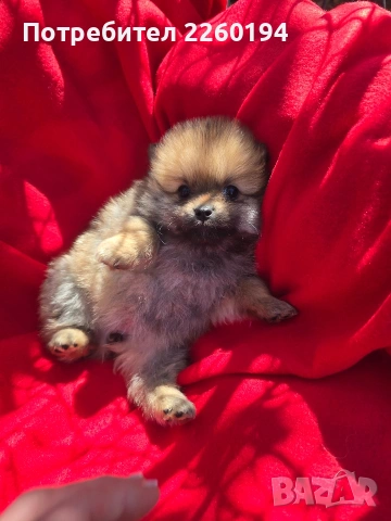 Померан Померанче