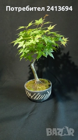 бонсай японски клен bonsai Acer palmatum , снимка 2 - Градински цветя и растения - 54180116