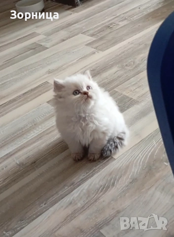 Британска сребърна чинчила , снимка 7 - Чинчили - 54337750