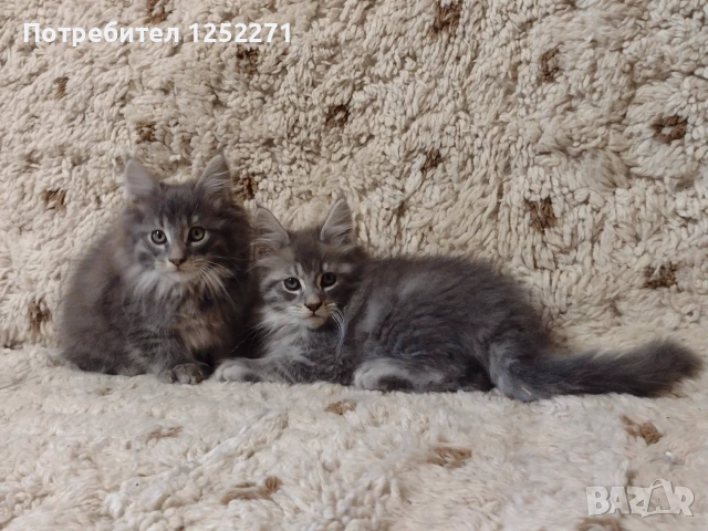 Котенца Мейн Куун момче и момиче