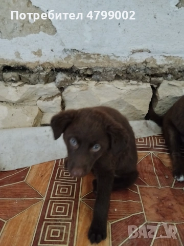 Малки 3 броя Кученца  Лабрадор , снимка 2 - Лабрадор ретривър - 54218689