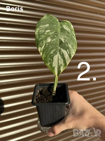 Monstera Albo Variegata (Монстера Албо Вариегата), снимка 4 - Стайни растения - 54804626
