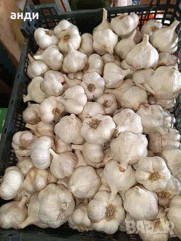 домашен зимен чесън,едър, снимка 2 - Домашни продукти - 55435602