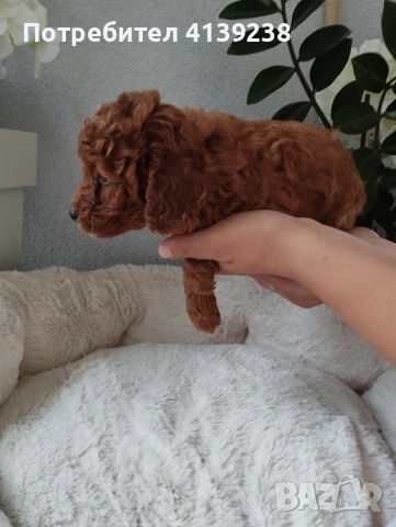 Той Пудел Poodle toi , снимка 5 - Пудели - 54976284