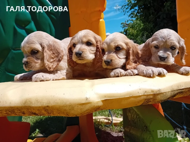Английски кокер шпаньол, снимка 9 - Кокер шпаньол - 54722890
