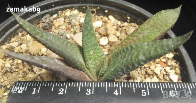 Хавортия лимифолия (Haworthia limifolia striata)