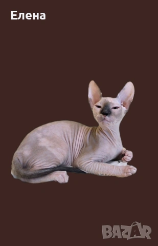 Донски Сфинкс със сине очи с родословие , снимка 3 - Сфинксове - 52226789
