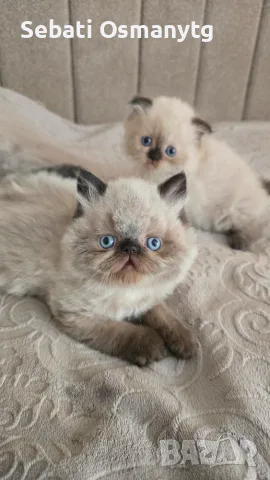 Сладки пухкави котенца