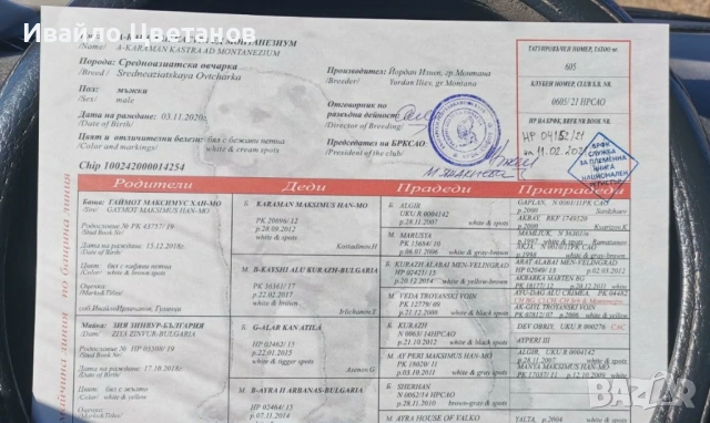 Алабай, снимка 9 - Алабай - 54042130