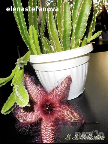 Сортова стапелия