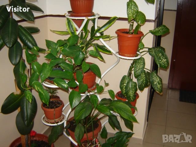 SONY DSC - S80, снимка 14 - Фотоапарати - 54135688