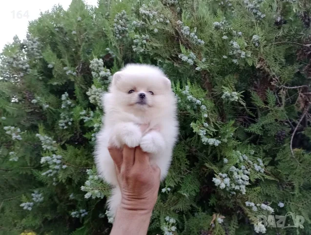 Померани ! Реални снимки от днес !