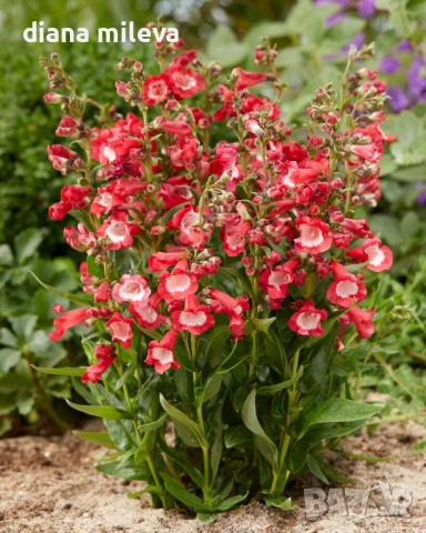 Пенстемон червен,Penstemon polaris Red, студоустойчив, снимка 4 - Градински цветя и растения - 54093426