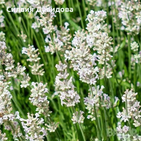 лавандула , снимка 8 - Градински цветя и растения - 52534903