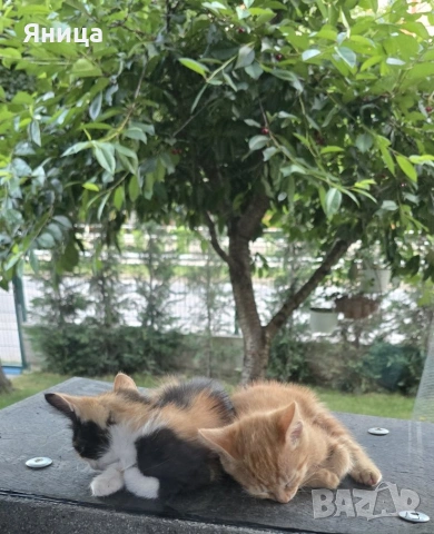 Подаряват се малки котенца