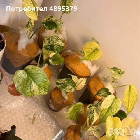 Добре вкоренена "Monstera White Monster", снимка 2 - Стайни растения - 55395569