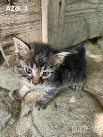 4 малки котенца, снимка 10 - Други - 55335479