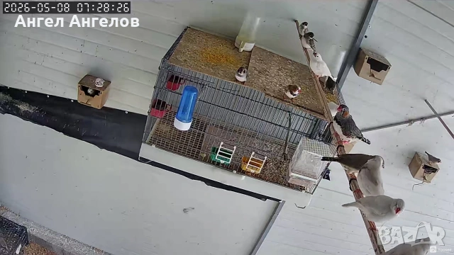 зеброви амадини , снимка 5 - Амадини - 54461210