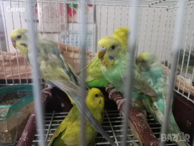 Продавам вълнисти папагали