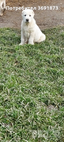 алабайчета , снимка 8 - Алабай - 54165108