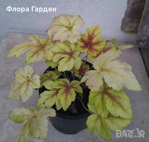 Хойхера, Хойхерела, Тиарела, снимка 5 - Градински цветя и растения - 55001292