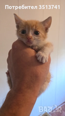 Мъжко котенце на 1 месец си търси любящо семейство, снимка 2 - Други - 54554855