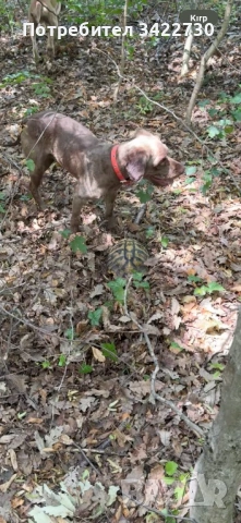 Лагото ромоньоло , снимка 5 - Други - 53969260