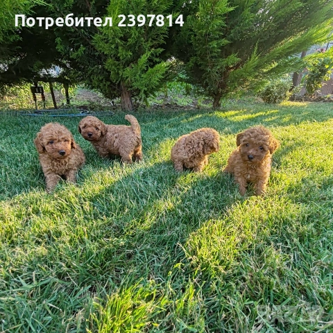 Пудел  Той/Мини, снимка 11 - Пудели - 55138246